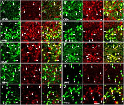 A Quantitative Analysis of the Distribution of CRH Neurons in Whole Mouse Brain